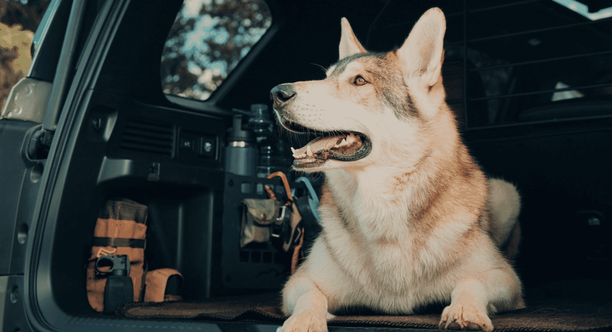 A husky dog in a car trunk with outdoor gear.