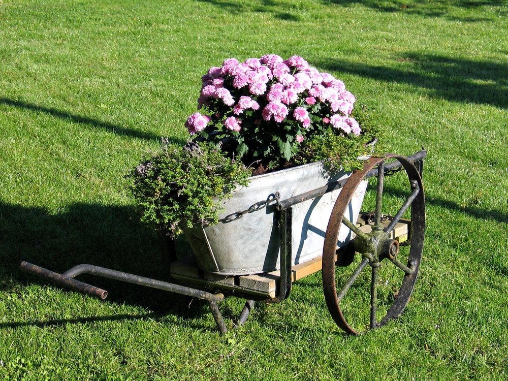 A vintage metal wheelbarrow repurposed as a planter filled with pink flowers on a sunny lawn.