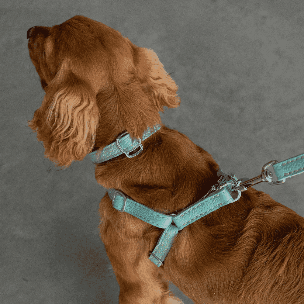 A brown cocker spaniel wearing a light blue leather harness against a neutral background.