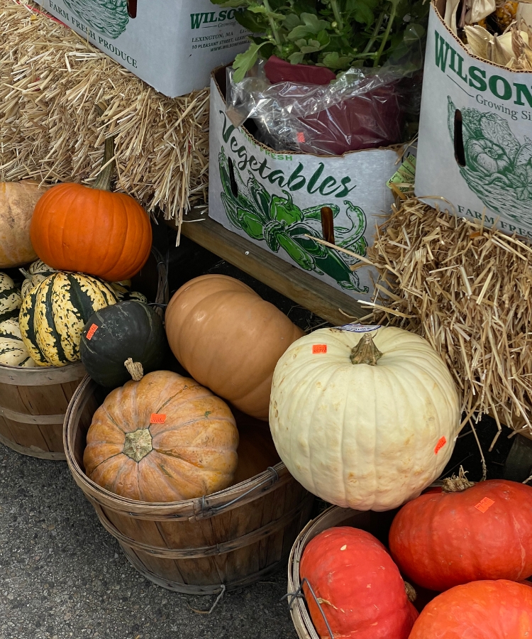 Top-down view of various colorful fall produce including root vegetables and fruits.