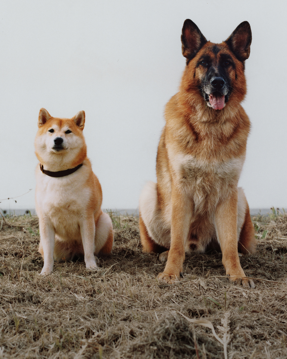 A Shiba Inu and a German Shepherd sitting together calmly on dry grass.
