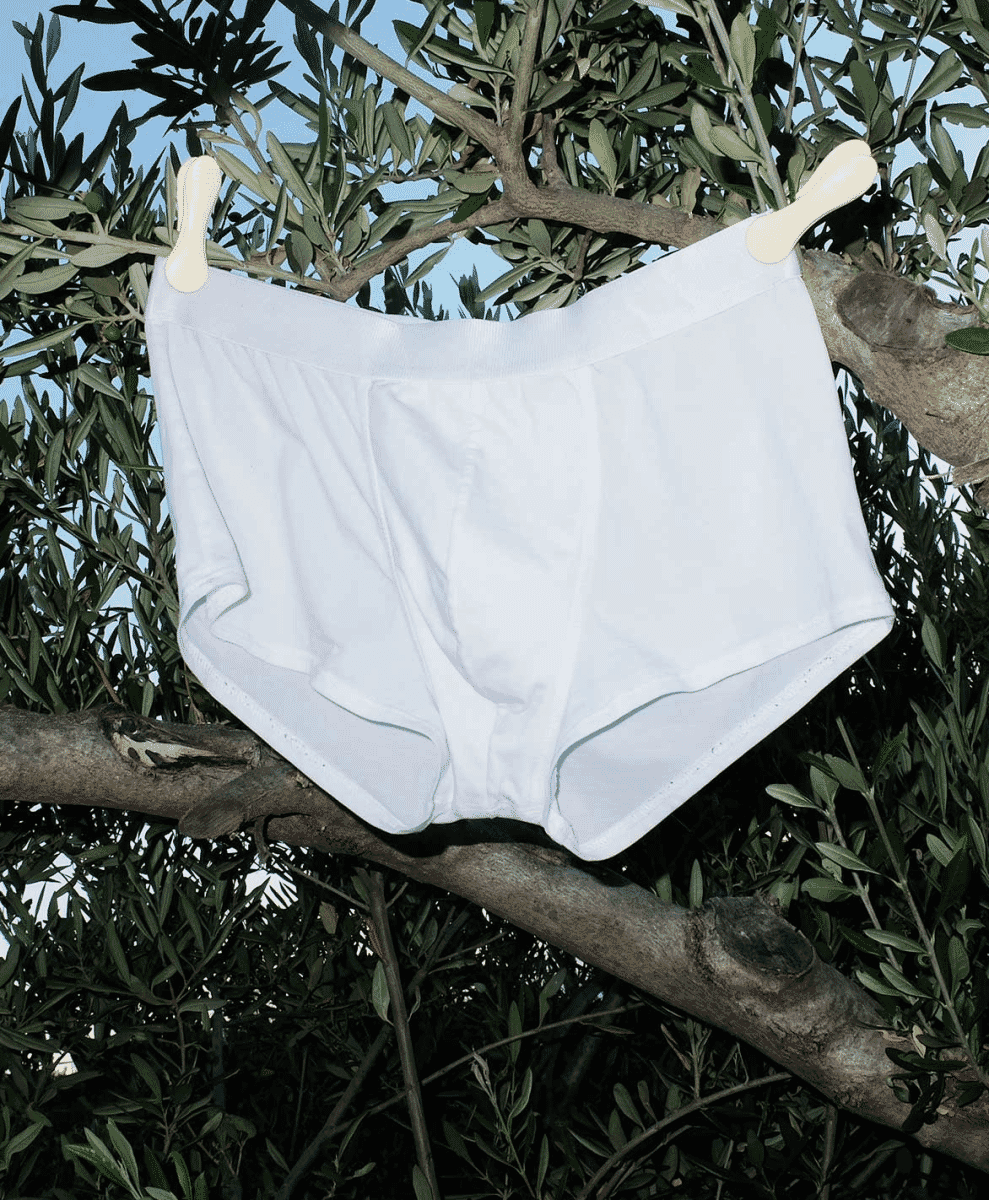 White men's briefs hanging on an olive tree branch with wooden clothespins under bright daylight.