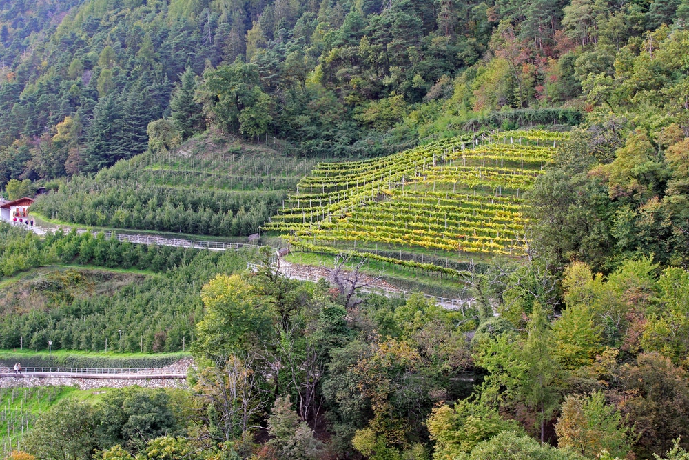 A scenic view of terraced vineyards on a forested hillside featuring autumnal trees and rural agricultural landscape.