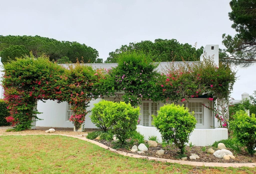 A charming white cottage house nestled behind blooming pink flowers and lush greenery.