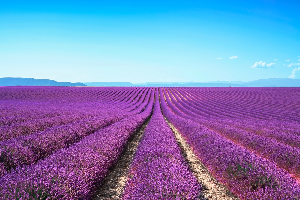 A vast field of purple lavender under a bright blue sky in Provence.